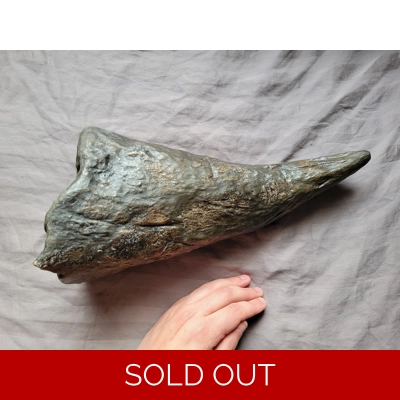 Rare Huge Triceratops Brow Horn Chunky Dinosaur Bone Fossil Hell Creek Fm Rare Huge Triceratops Brow Horn Chunky Dinosaur Bone Fossil Hell Creek Fm